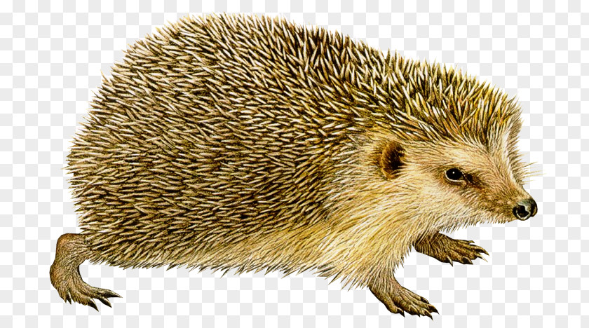 Hedgehog European Clip Art Image PNG