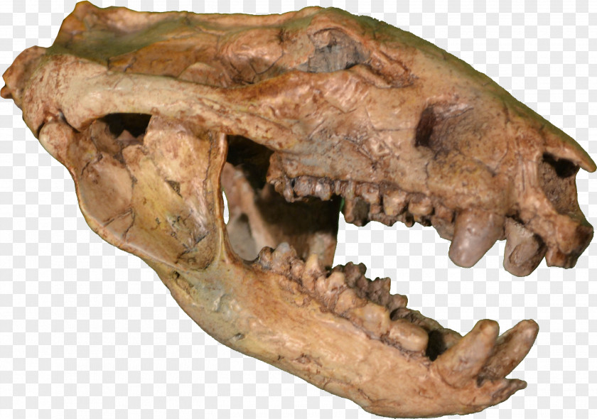 Ice Age Hell Creek Formation Rocky Mountain Dinosaur Resource Center Late Cretaceous Tyrannosaurus Marsupial PNG