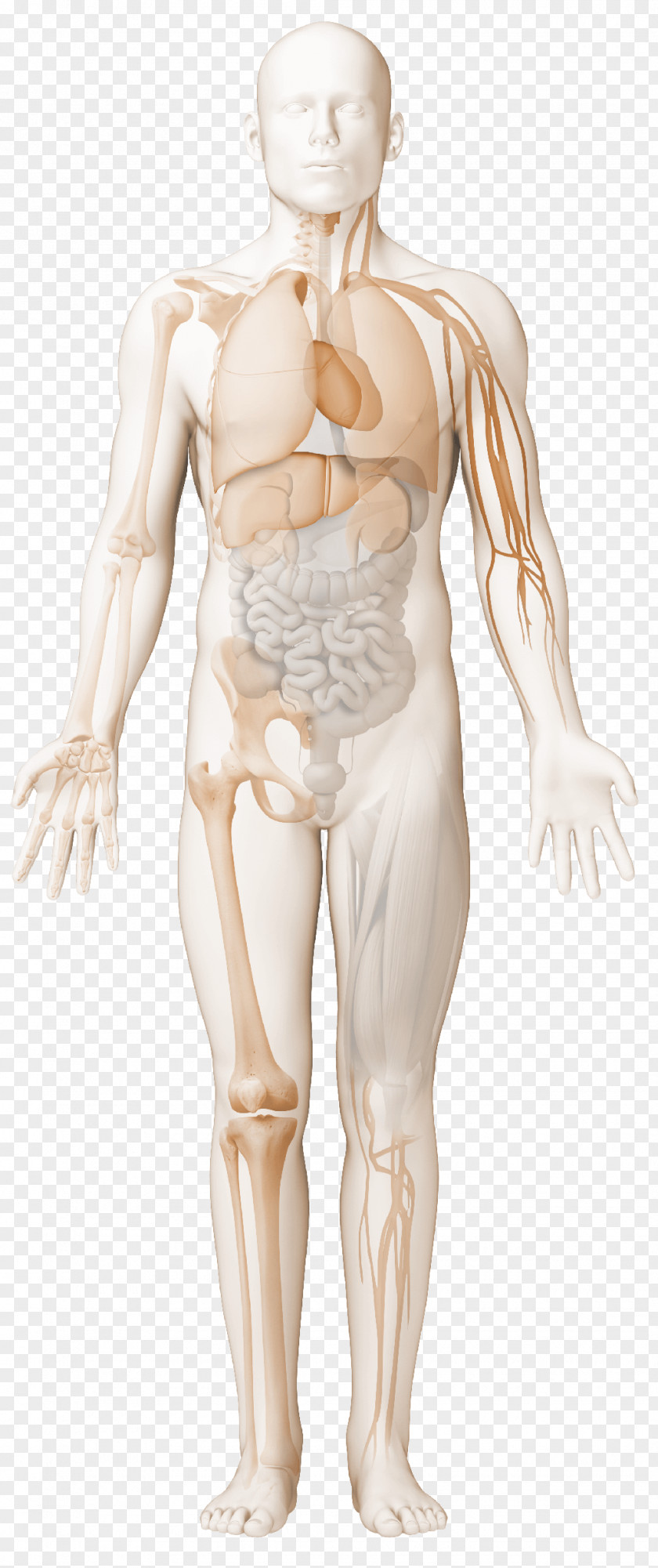 Immune Complex Systemic Lupus Erythematosus Rheumatology Antiphospholipid Syndrome Reactive Arthritis PNG