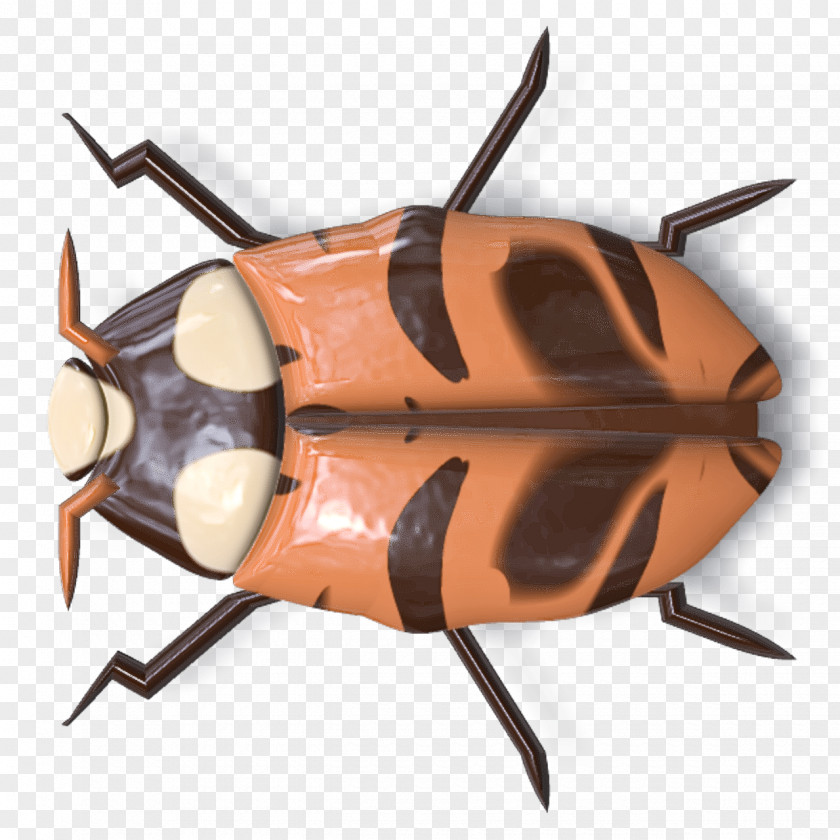 Insect Cockroach PNG