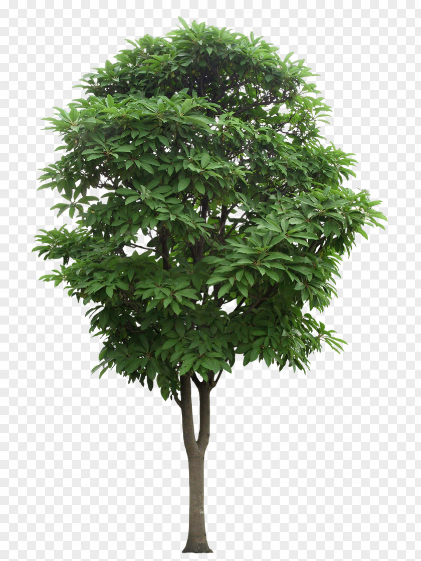 Mango Tree,Greenwood Tree Branch PNG