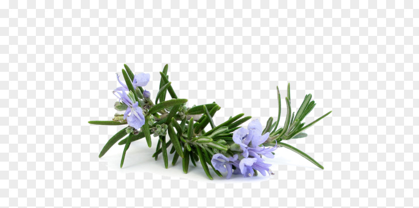 Oil Rosemary Distillation Essential Lavender PNG