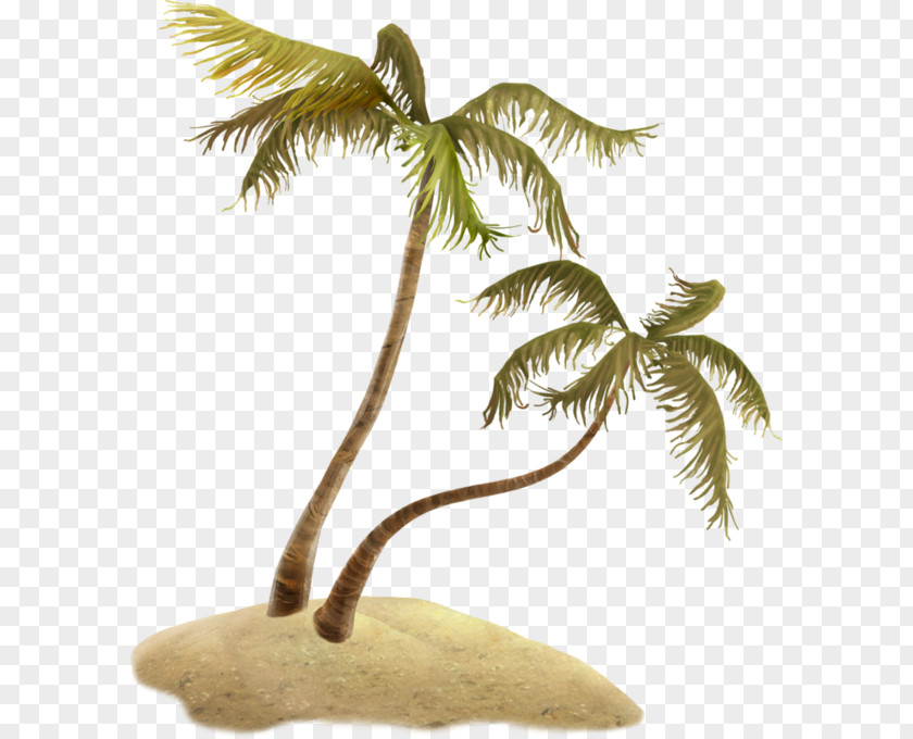 Tropics Arecales Cartoon Palm Tree PNG