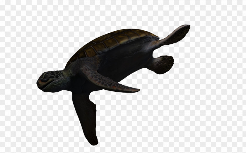 3d Blue Fish Sea Turtle PNG
