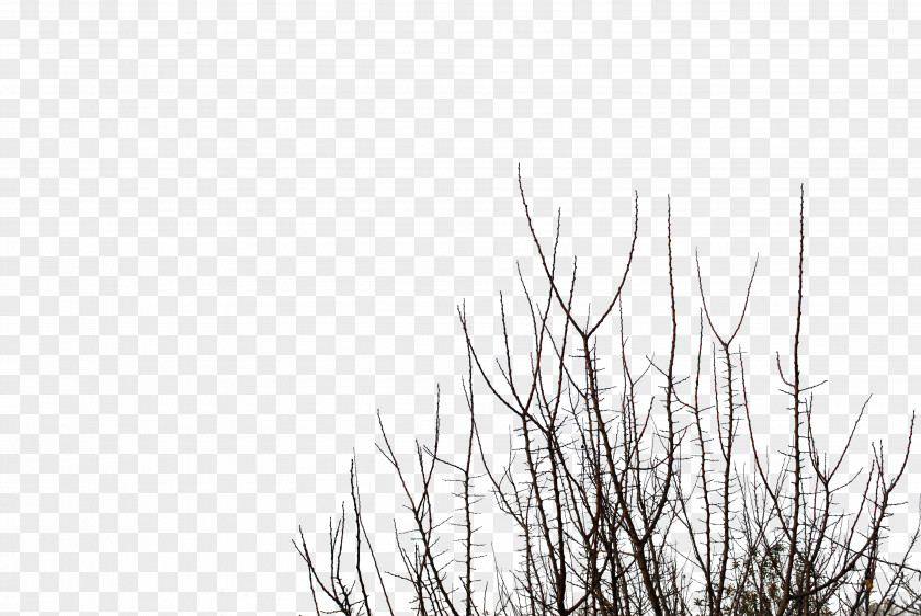 Branches Branch Tree Desktop Wallpaper Clip Art PNG