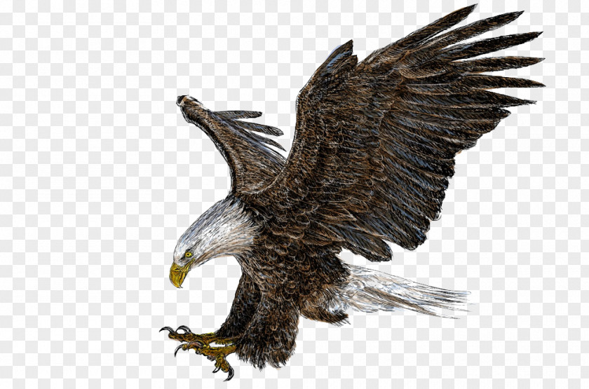 Eagle Wings Bald Drawing Illustration PNG