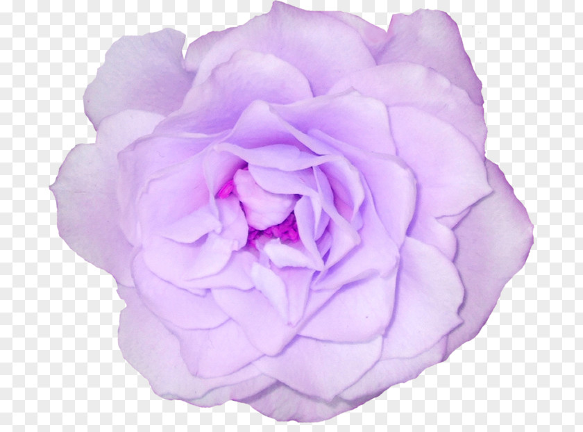 Flower Cabbage Rose Garden Roses Clip Art PNG