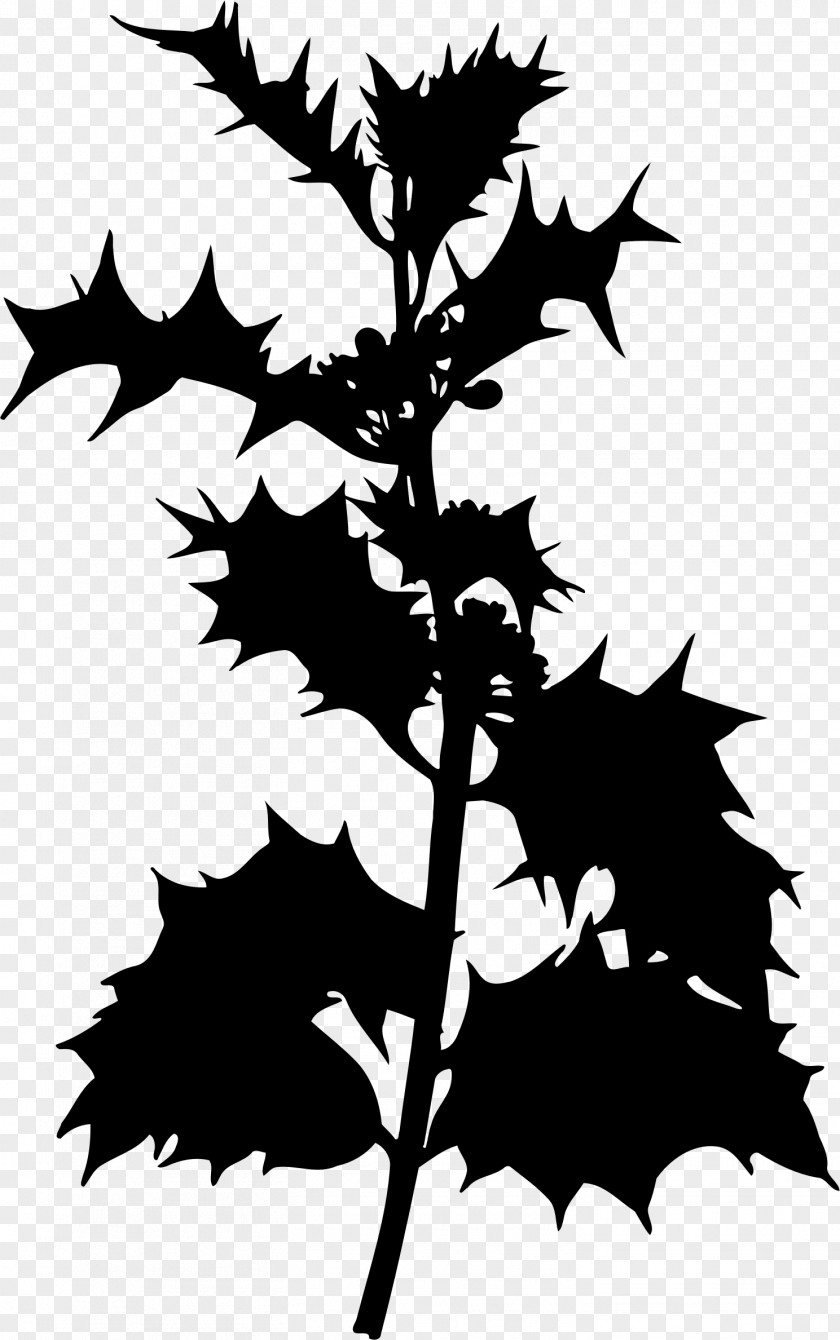 Ilex Common Holly Evergreen Shrub Species Tree PNG