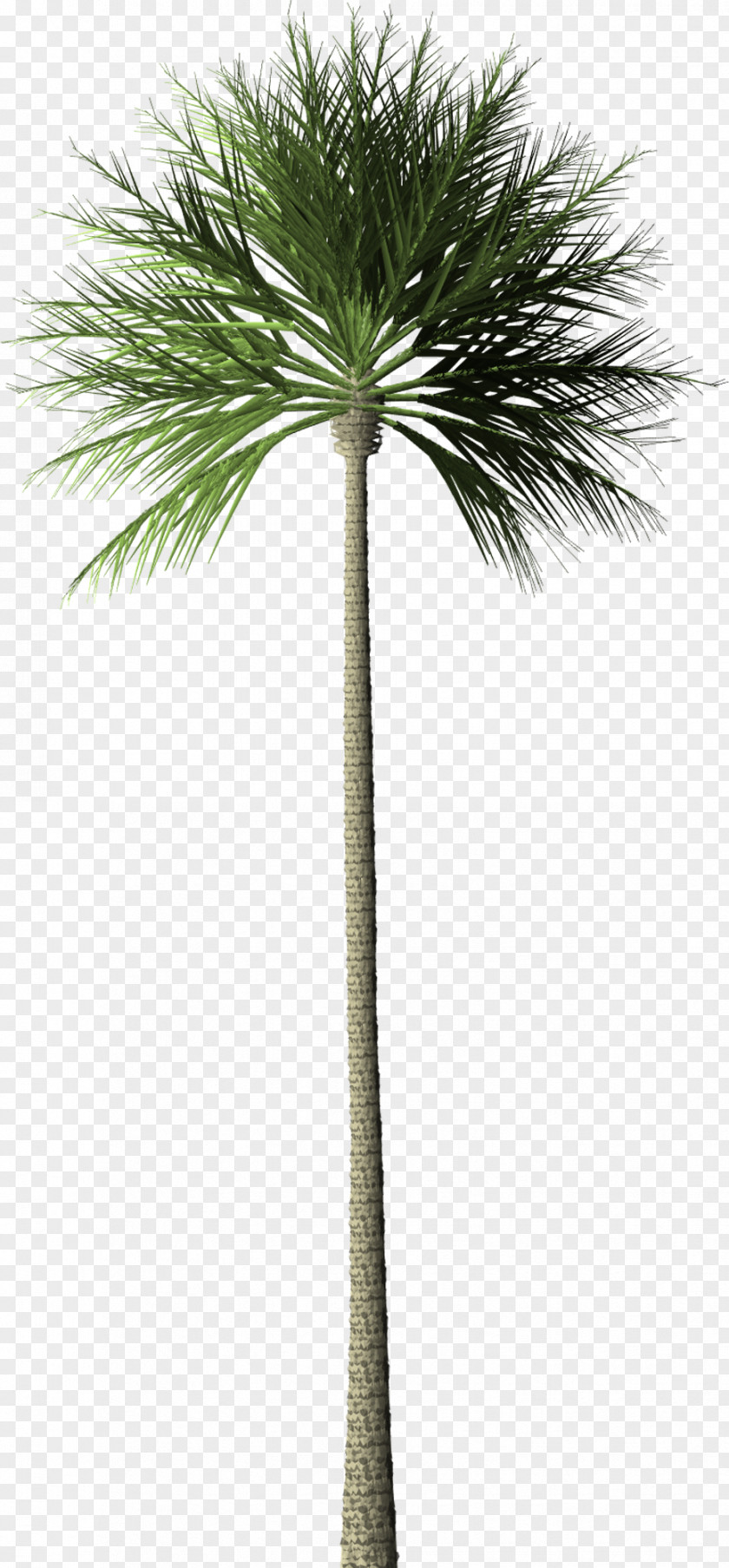 Palm Tree Arecaceae Oil Palms Rainforest PNG