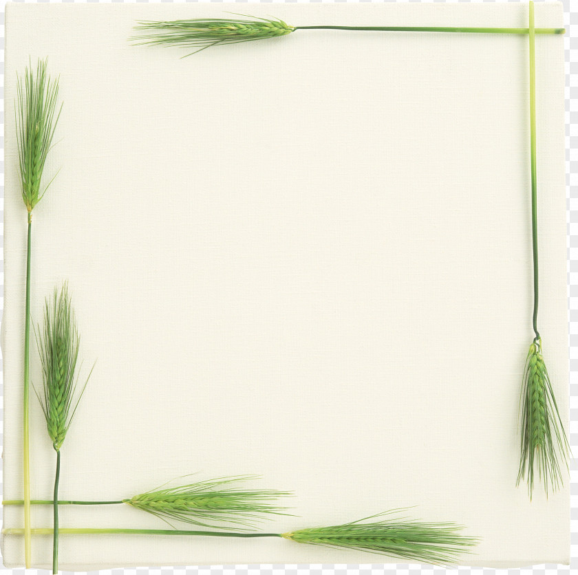 Wheat Picture Frames Photography PNG