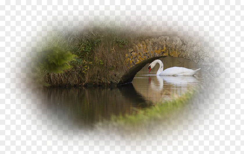 Bird Beak Water Close-up PNG