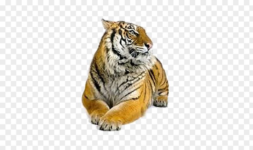 Tiger Siberian Felidae Bengal PNG