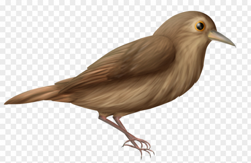 Bird Common Nightingale Clip Art Image PNG