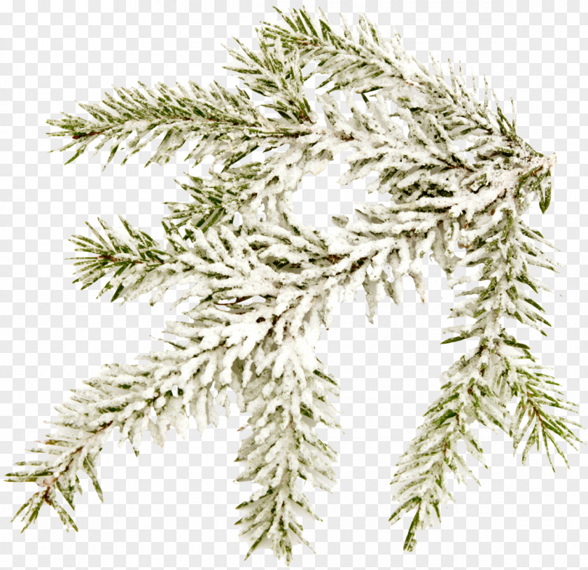Snow-covered Pine Branches PNG pine branches clipart PNG
