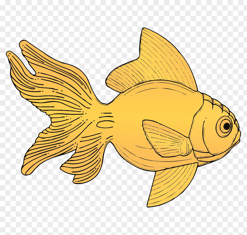 Free Pictures Of Fish Carassius Auratus Clip Art PNG