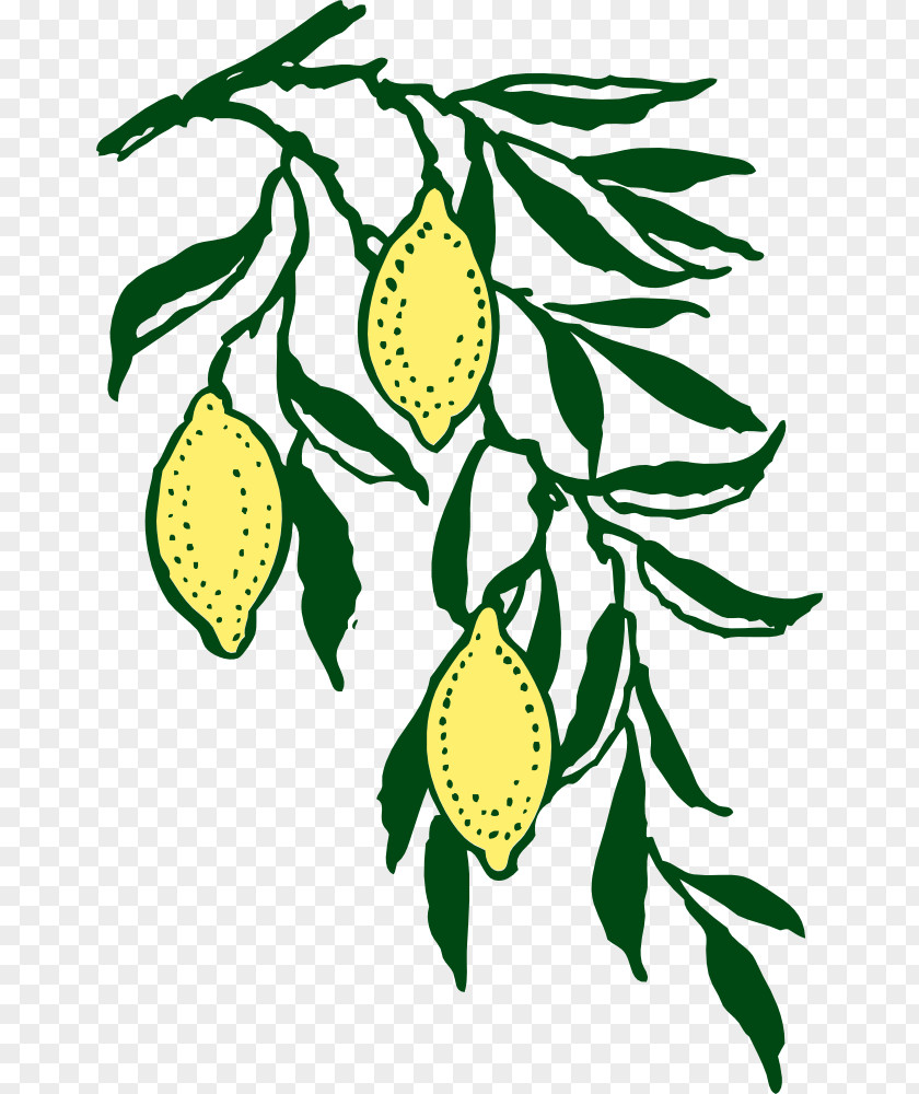 Grapevine Clipart Lemon Branch Clip Art PNG
