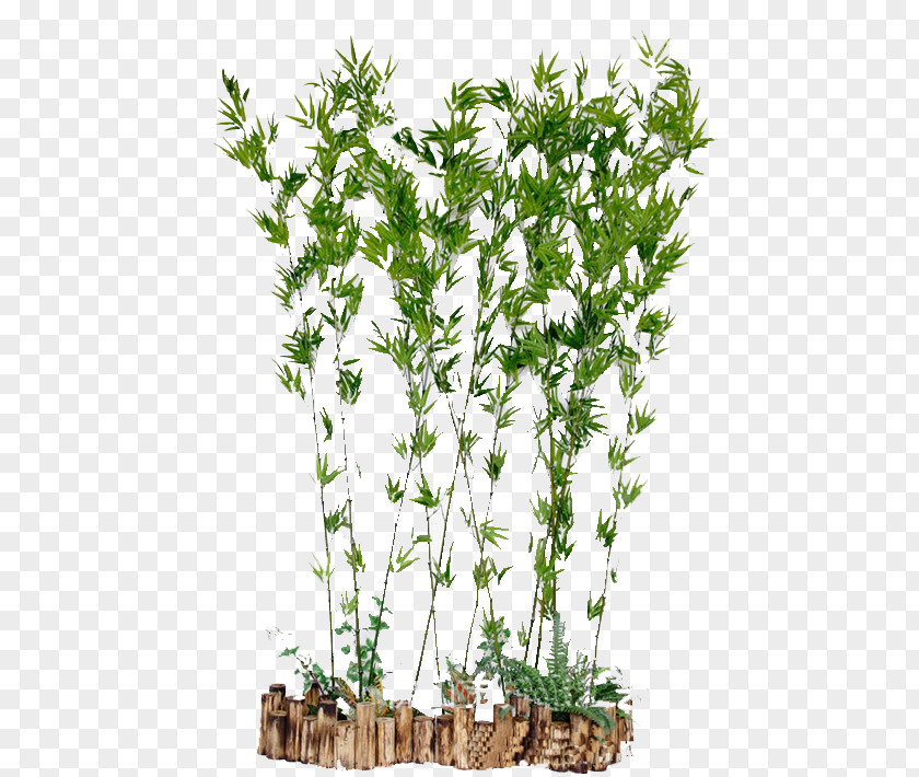 Green Bamboo Pot Picture PNG