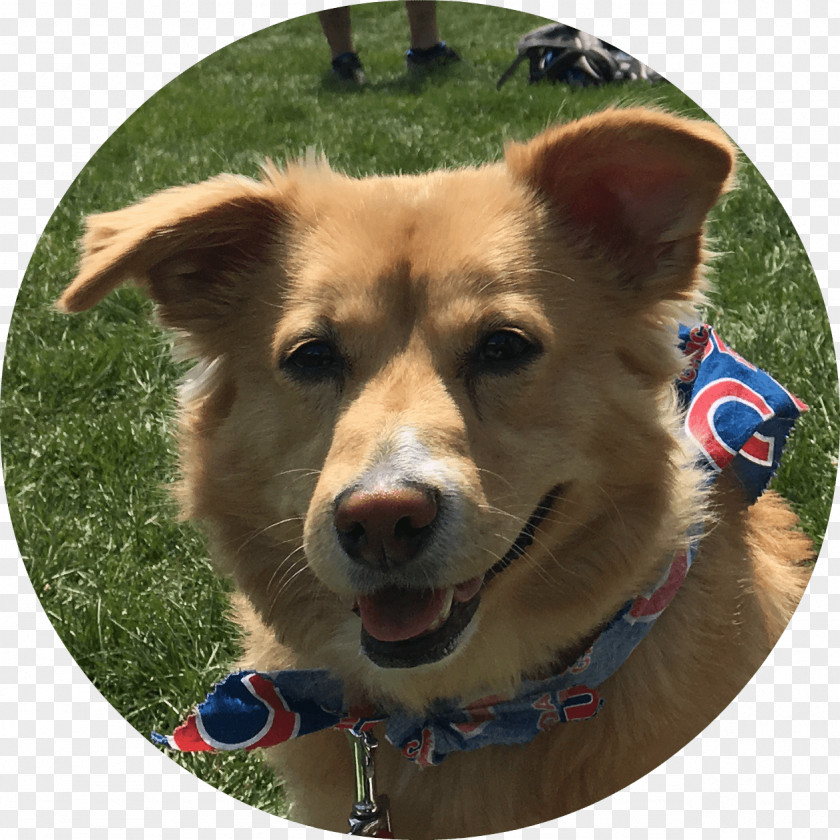 Happy Dog! Dog Breed Icelandic Sheepdog Quality Assurance Obedience School PNG