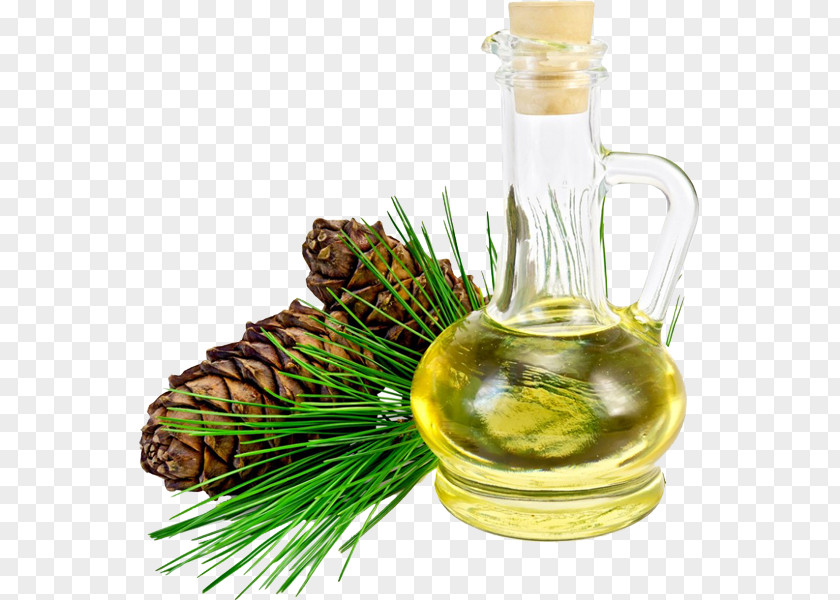 Oil Pine Nut Pinus Sibirica PNG