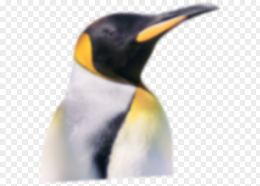 Penguin King Neck Beak PNG