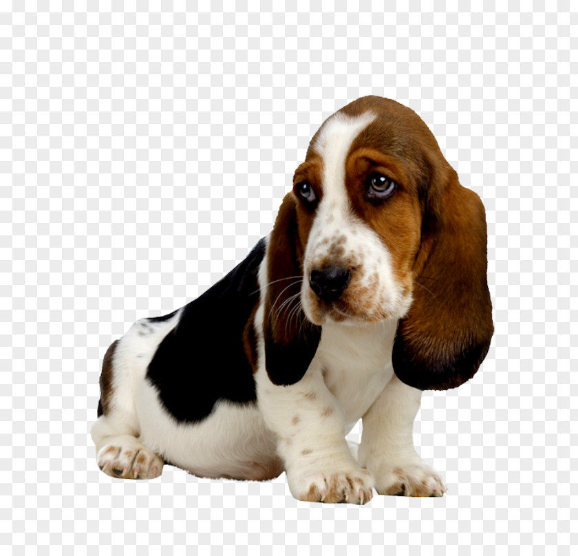 Puppy Basset Hound Beagle Artésien Normand Bloodhound PNG