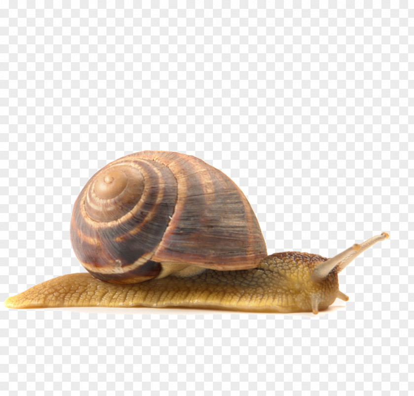 Snails Snail Euclidean Vector PNG