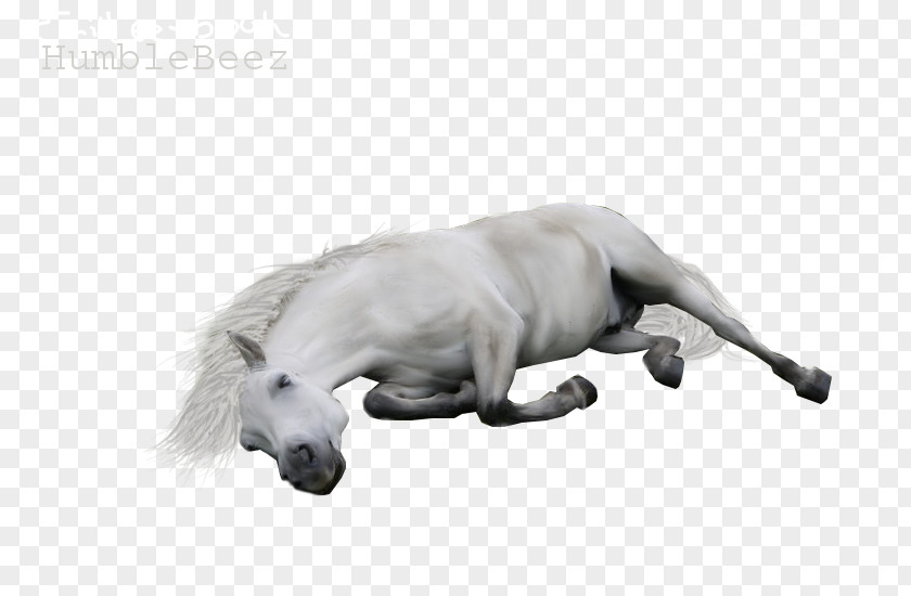 Horse Drawing Dog Breed PNG