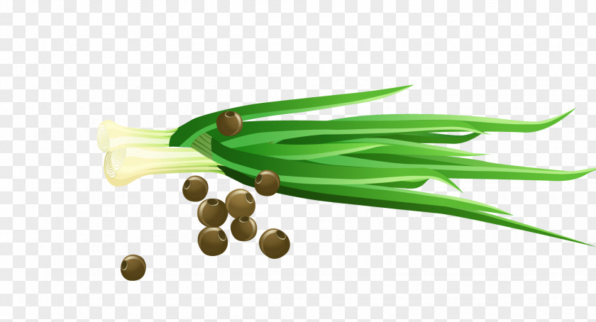 Vector Vanilla Green Onions Vegetable Scallion Cartoon PNG