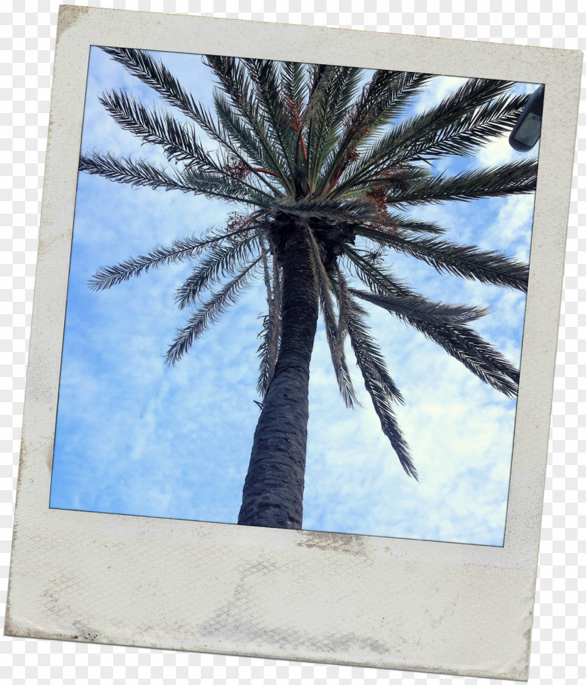 Wrap Up Sun Cream Date Palm Picture Frames Microsoft Azure Arecaceae Sky Plc PNG