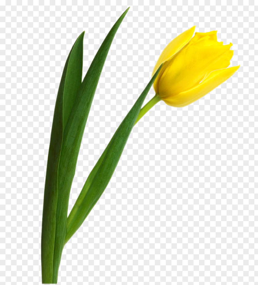 Yellow Tulip Image Florar.md Flower PNG