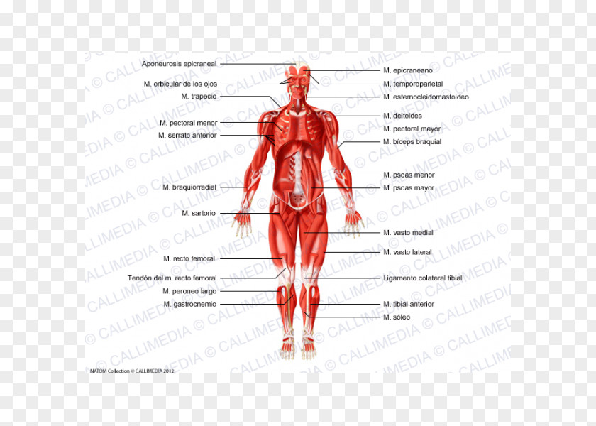 Arm Skeletal Muscle Homo Sapiens Muscular System Human Body PNG
