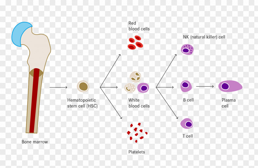 Blood White Cell Haematopoiesis Red PNG