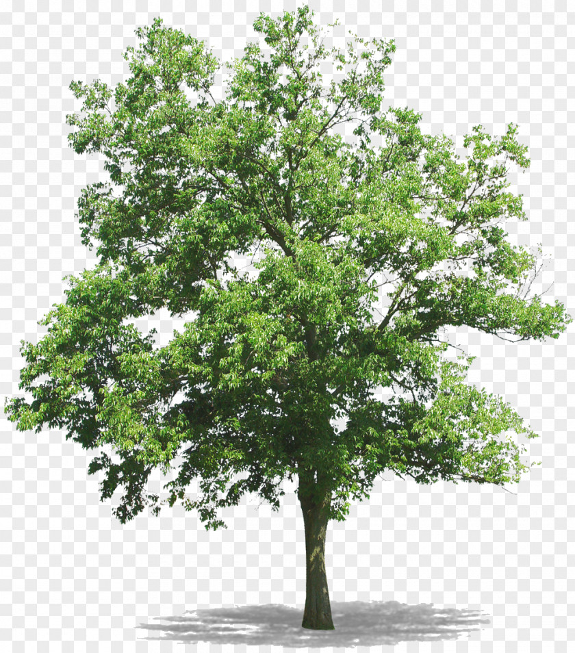 Fir-tree Tree Drawing Clip Art PNG
