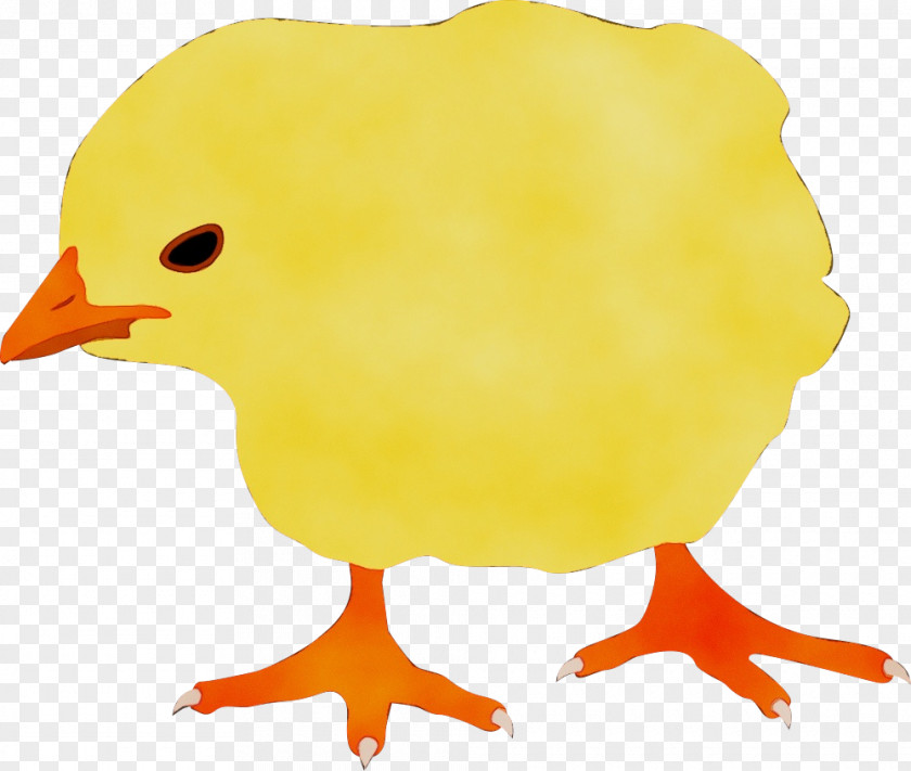 Flightless Bird Chicken Beak Yellow Clip Art PNG