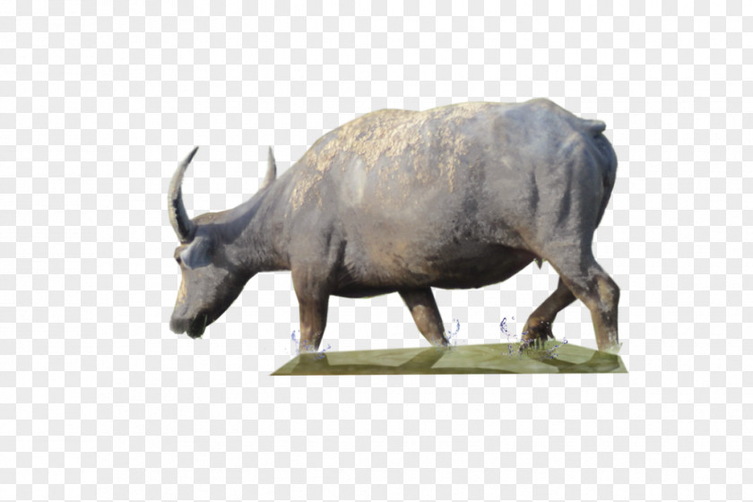Horn Black Rhinoceros Animal Figure Wildlife PNG