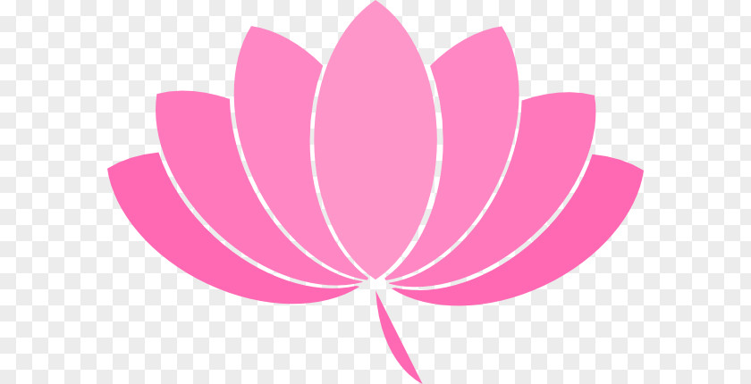 Lotus Family Nelumbo Nucifera Flower Clip Art PNG