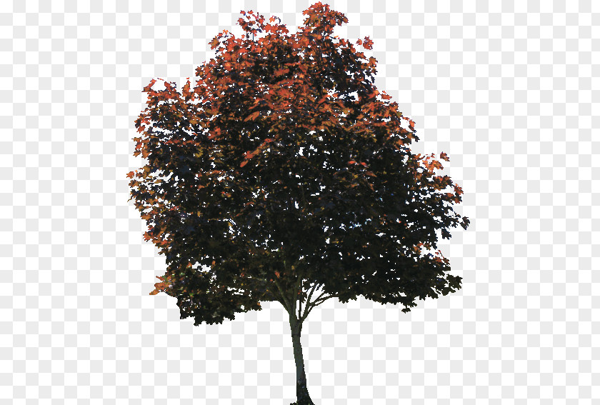 Tree American Sycamore PNG