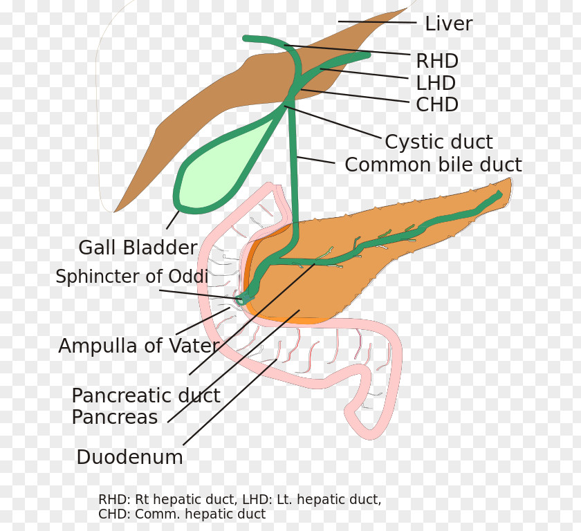 Biliary Tract Atresia Bile Duct Common Hepatic PNG