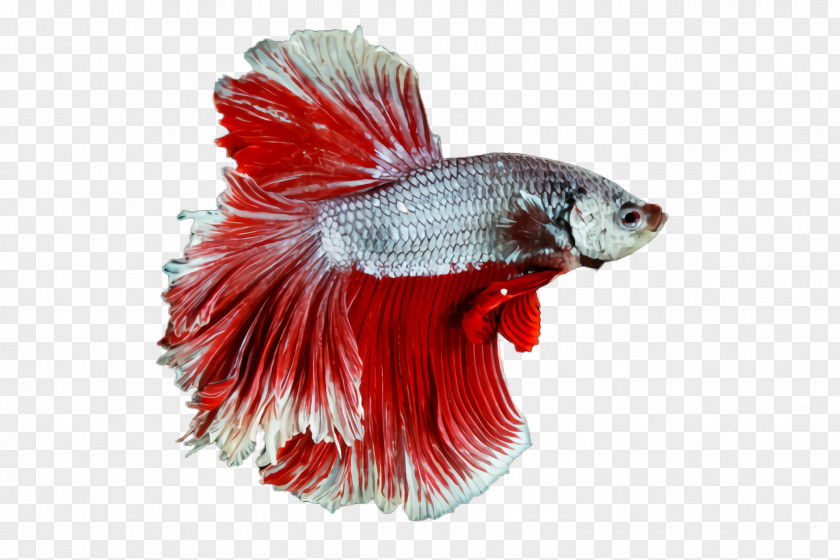 Goldfish Tail Red Fish PNG