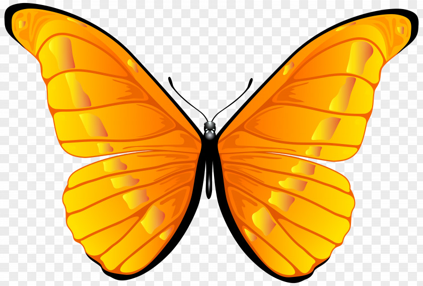 Orange Butterfly Clip Art Image PNG