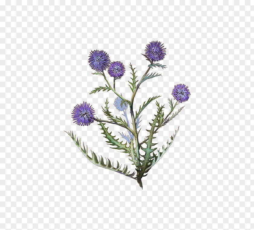 Plant Stem Thistle PNG