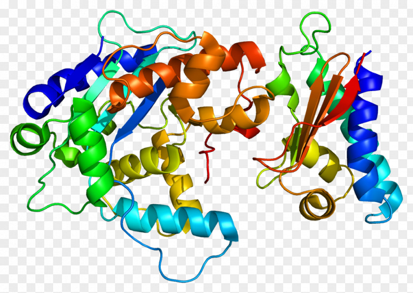 TOB1 Protein CNOT7 PABPC1 Ribosome PNG