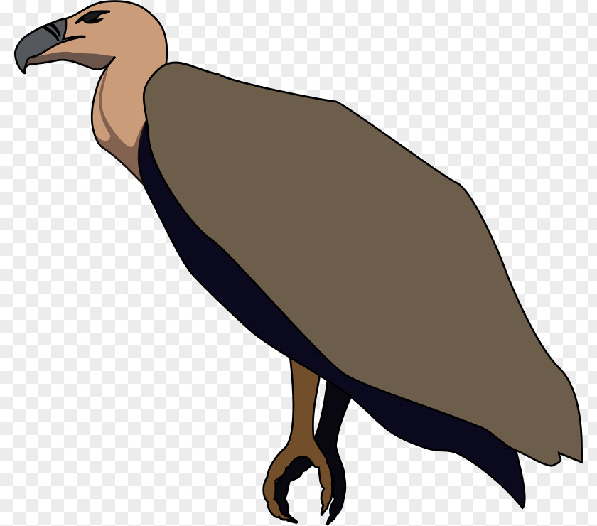 Vulture Cliparts Beaky Buzzard Turkey Clip Art PNG