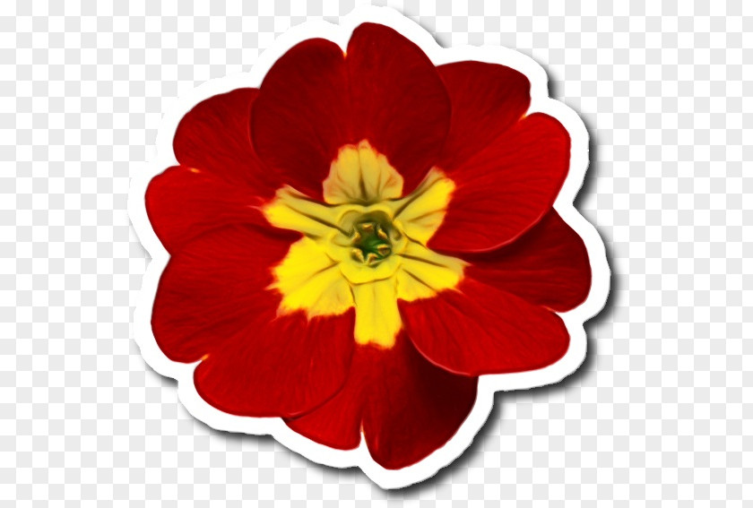 Wildflower Herbaceous Plant Flower Flowering Petal Red PNG