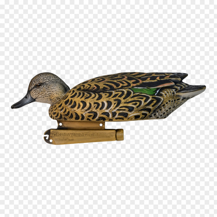 Duck Mallard Beak Feather PNG