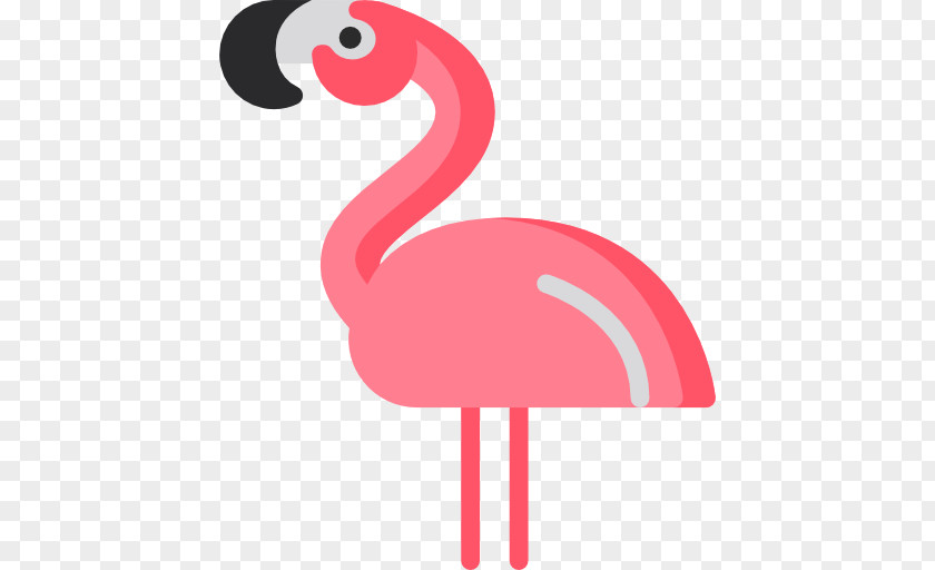 Flamingo Flamingos Bird Photography PNG