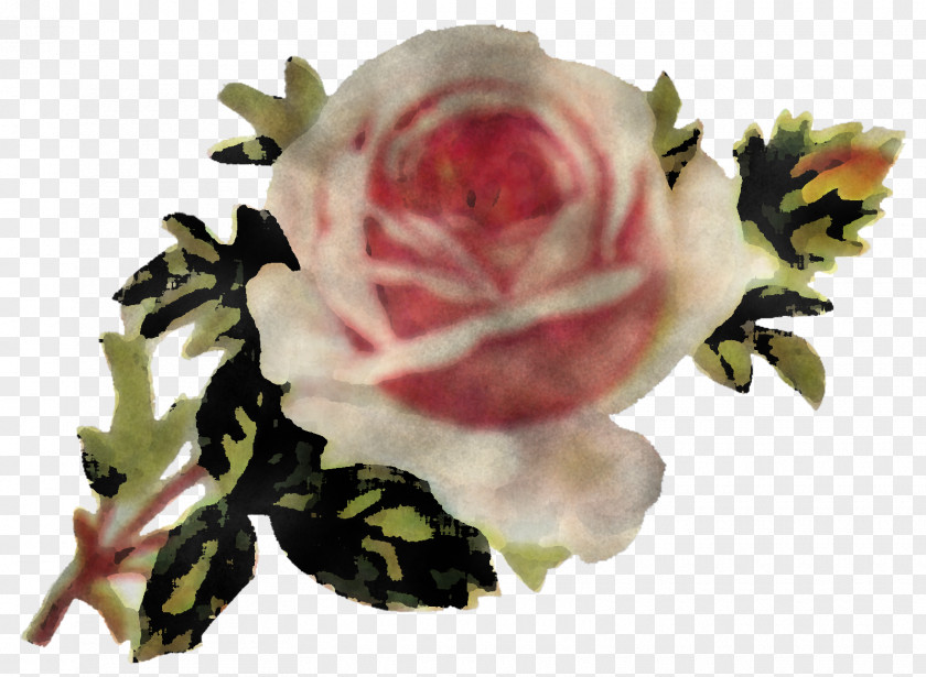 Garden Roses PNG