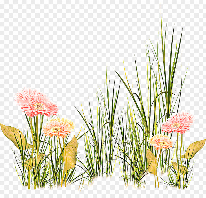 Gladiolus Wildflower Flower Plant Grass Flowering Family PNG