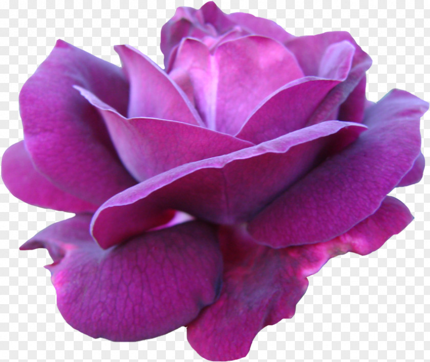 Purple Flower Rose Pink Garden Roses Cabbage Floribunda China PNG