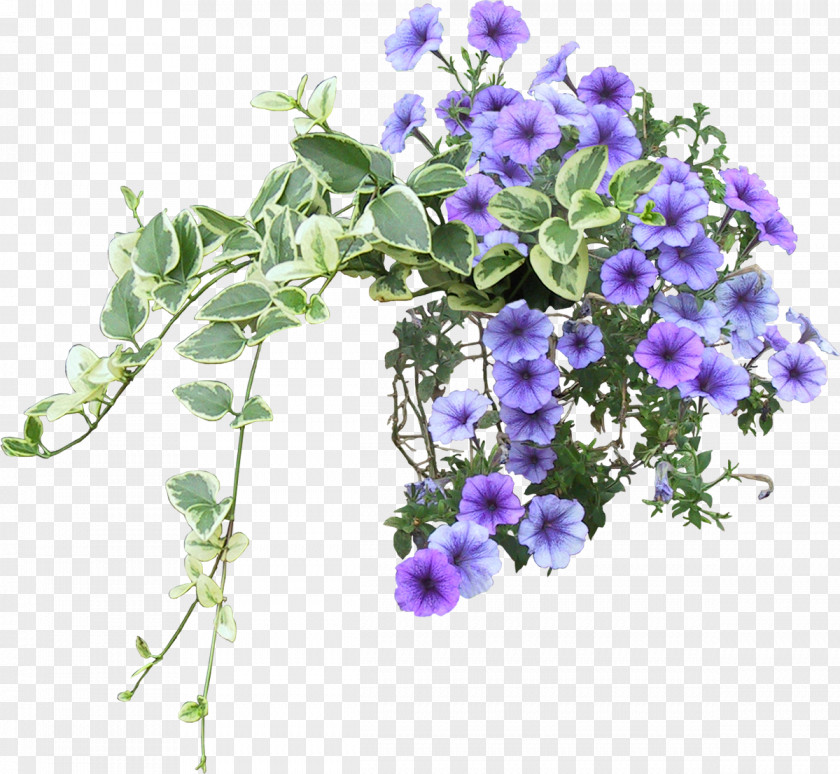 Bushes Leather Flower Violet Vine PNG